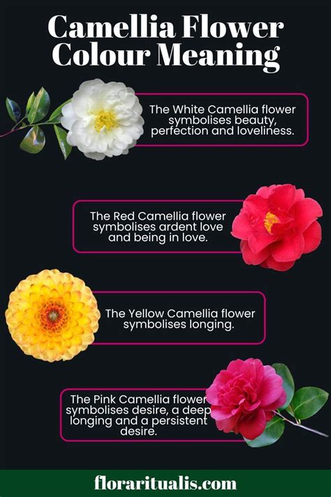 camellia symbolism.